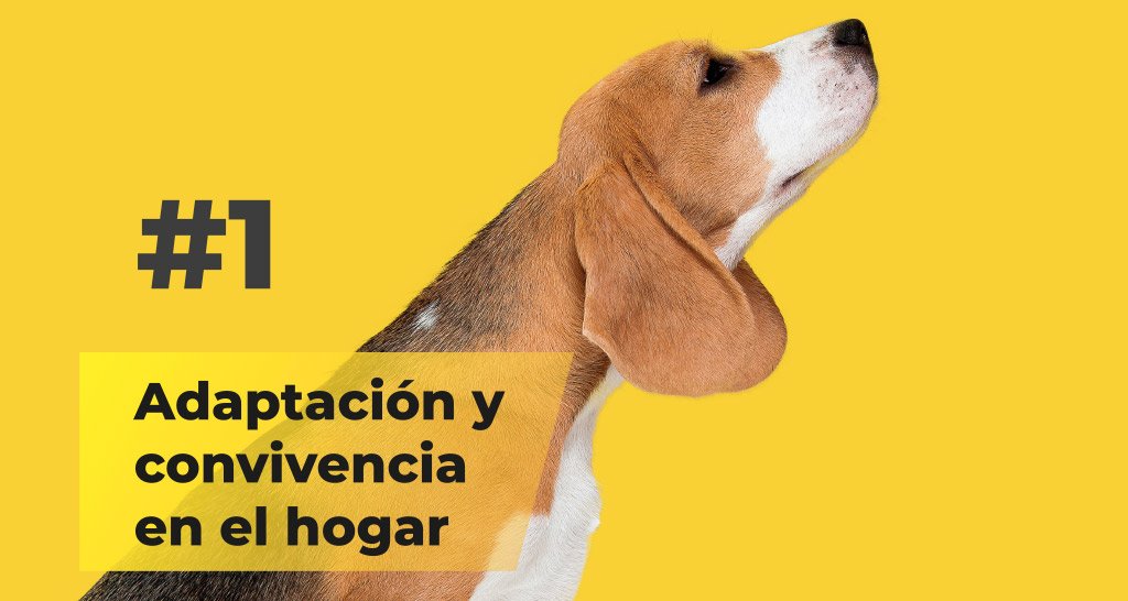 Adaptación y convivencia en el hogar