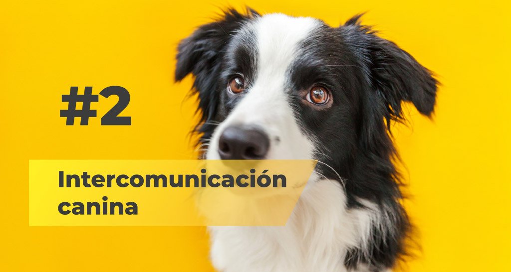 Intercomunicación canina
