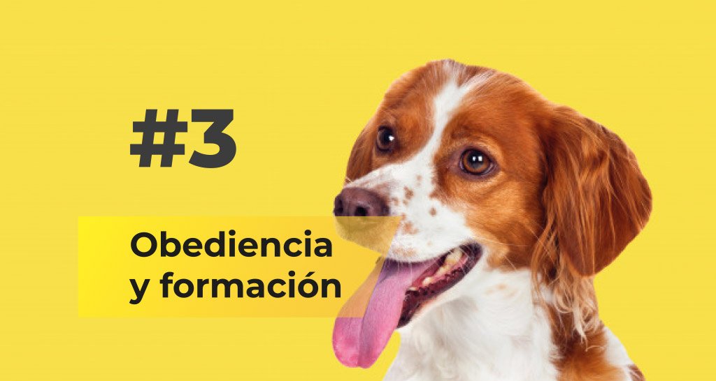 Obediencia y formación