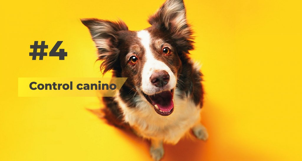 Control canino