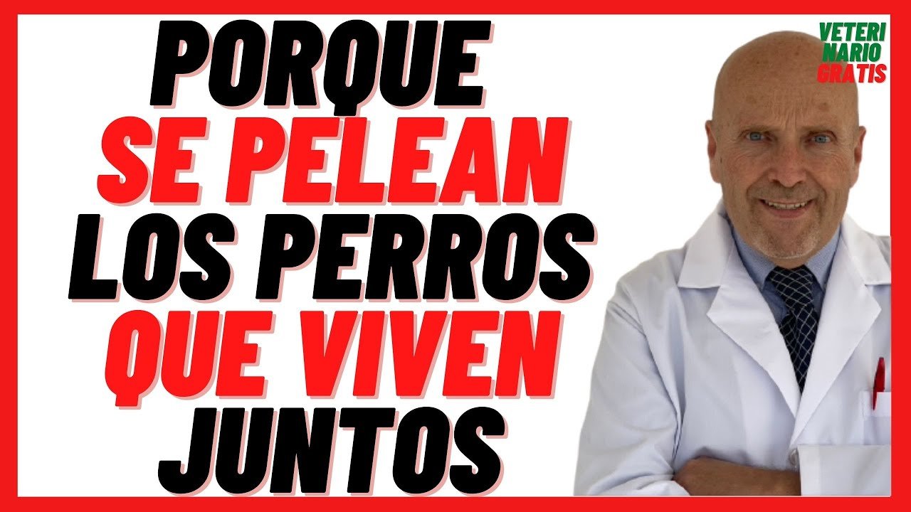 Consejos para evitar que los perros que viven juntos se peleen: ¿Por qué sucede y cómo prevenirlo?