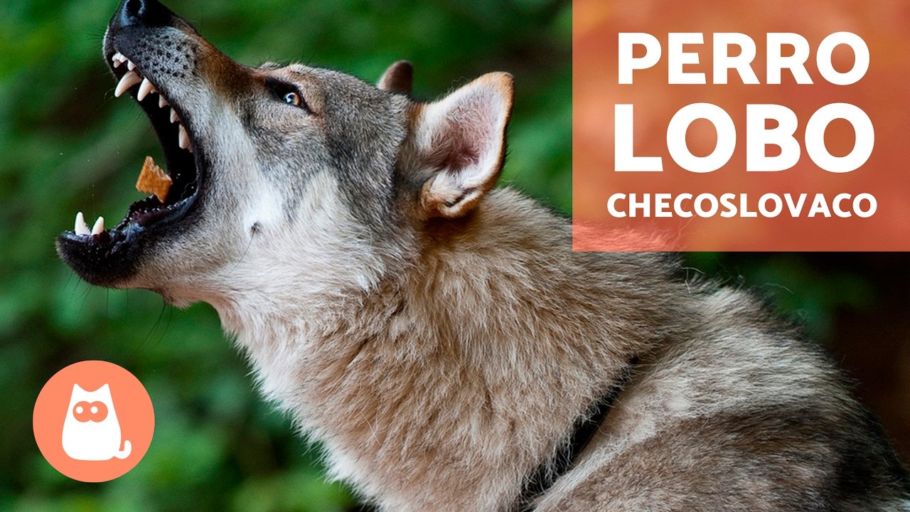 Adiestrar un Perro Lobo Checoslovaco