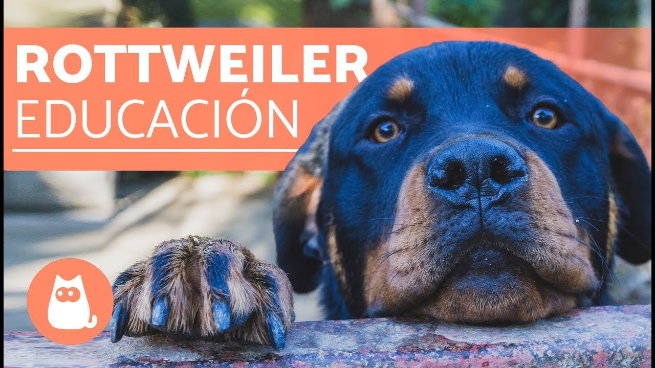 Adiestrar un Rottweiler: Guía