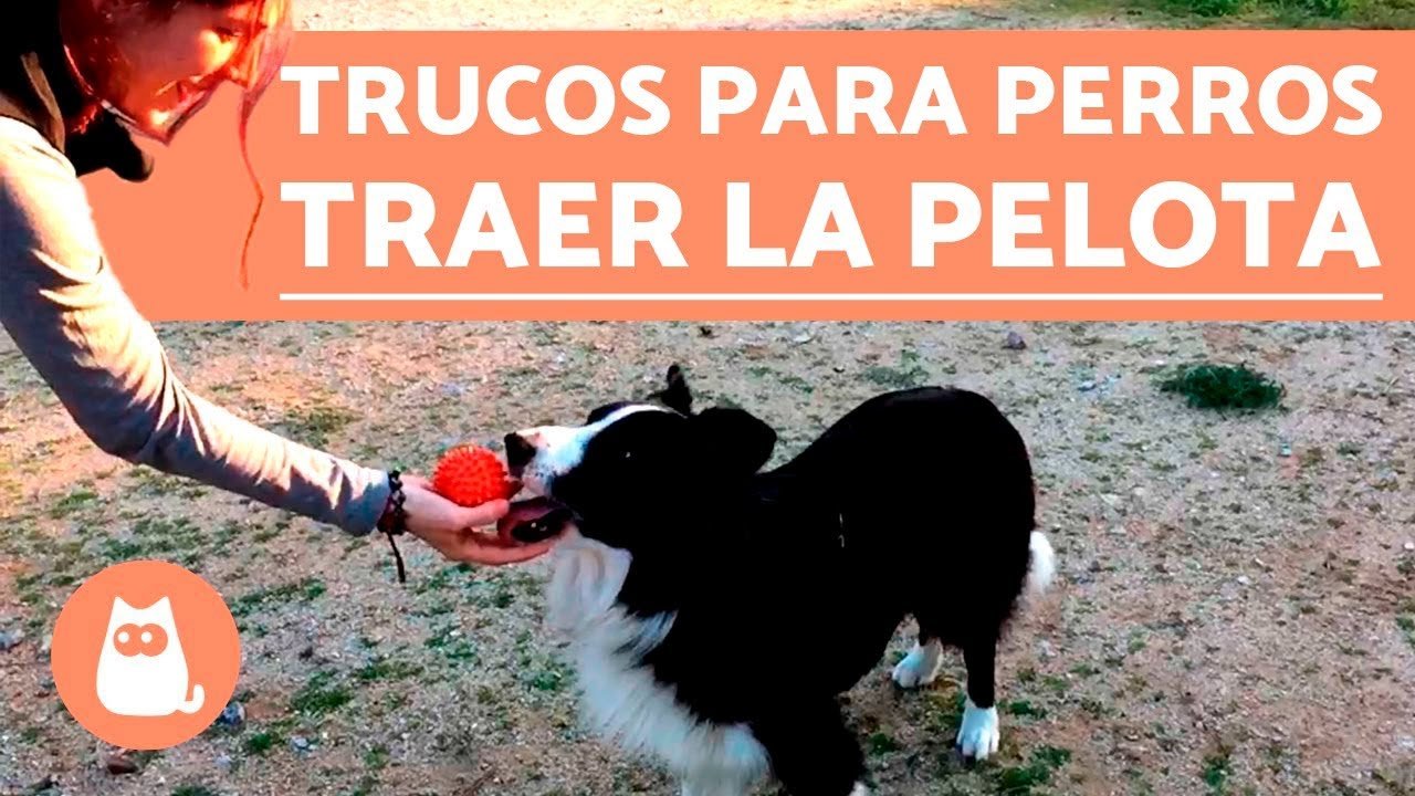 Cómo Enseñar a Tu Perro a Traer la Pelota