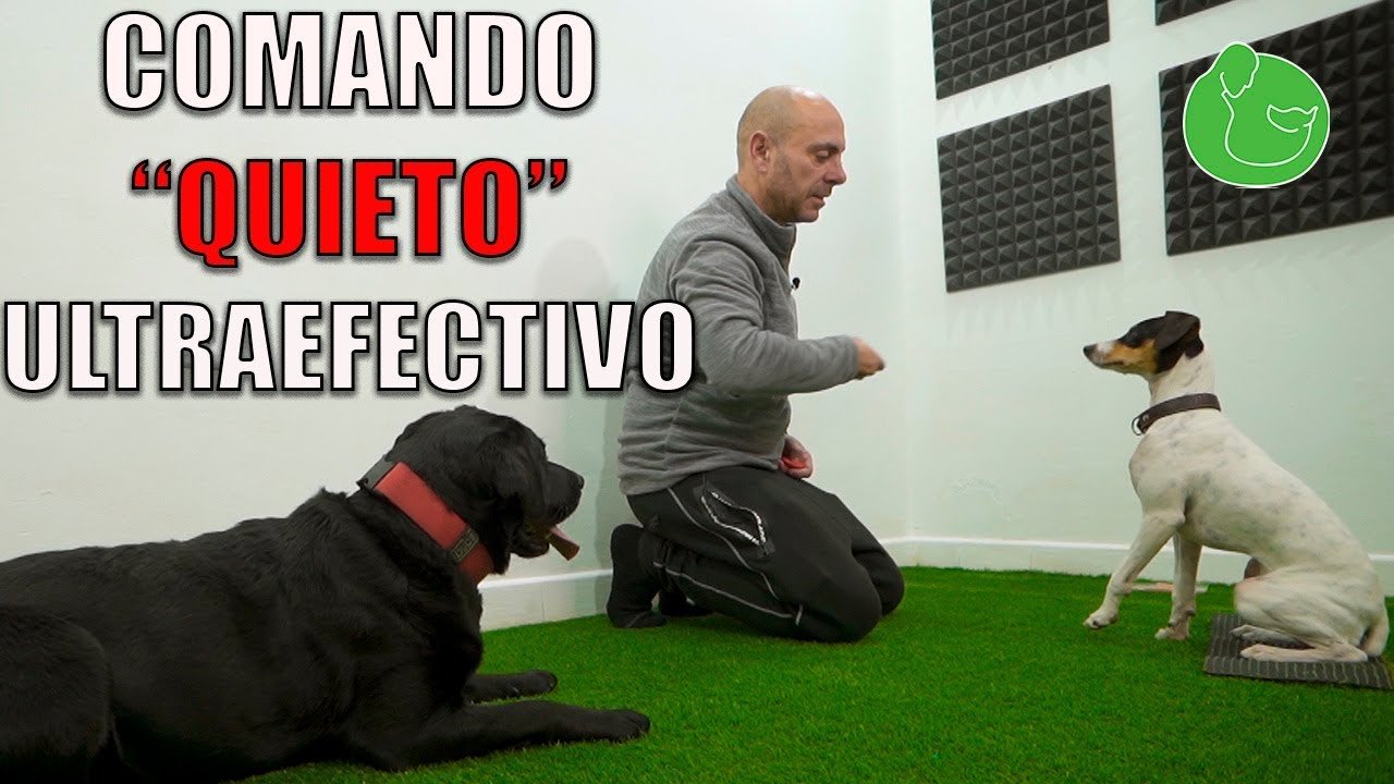Aprende a Enseñar a tu Perro a Quedarse Quieto