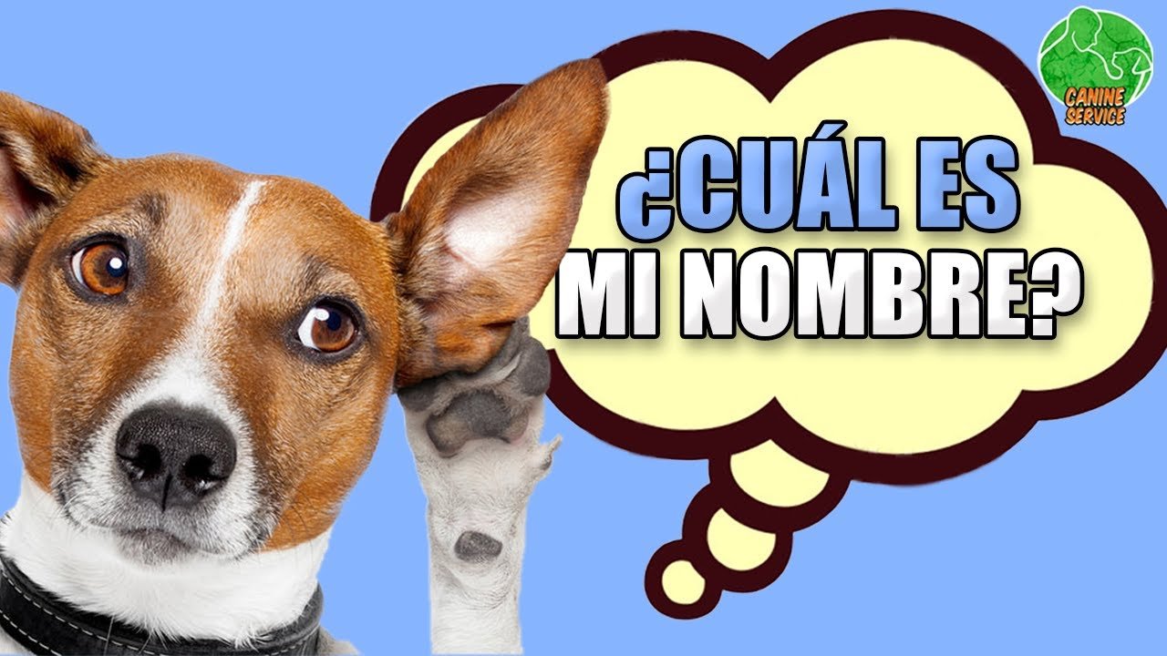 Cómo Enseñarle a Tu Perro Su Nombre
