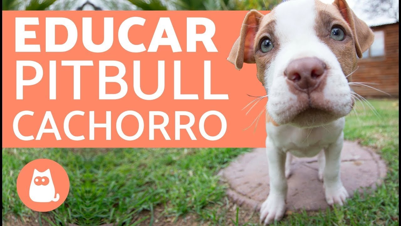 Consejos de Educación para Pit Bull Cachorro