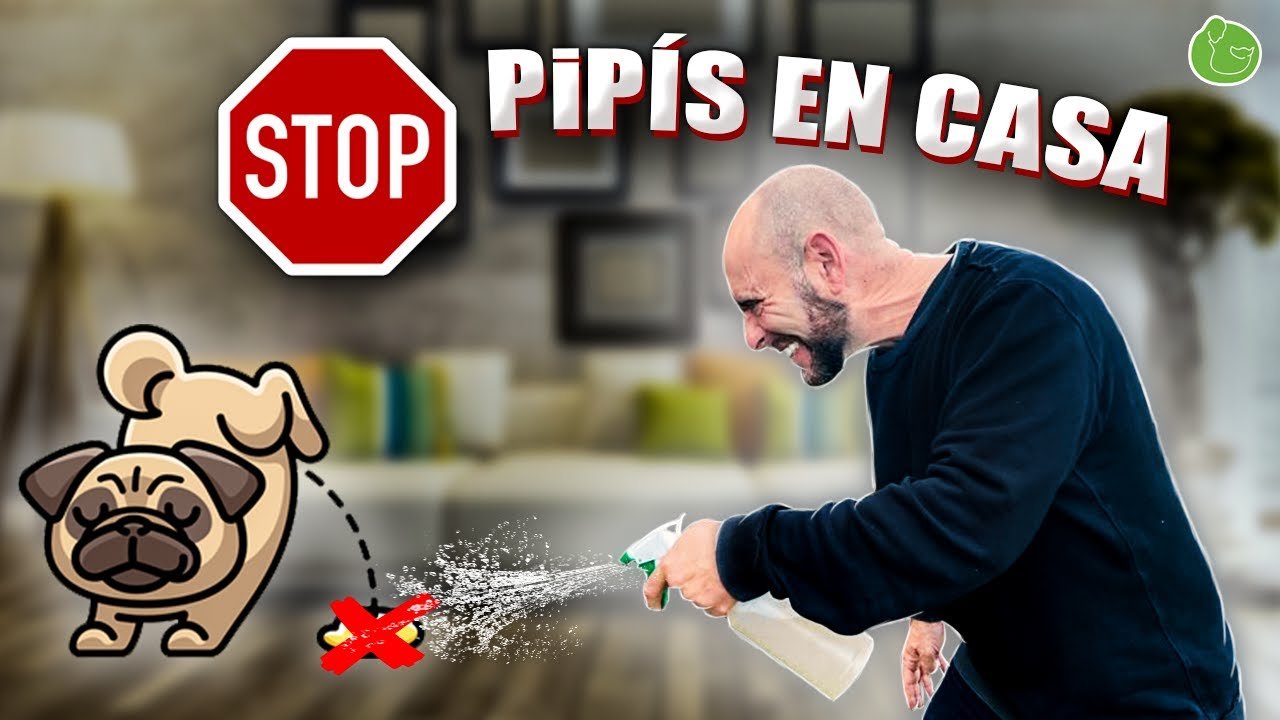 Trucos para Evitar que tu Perro Orine en Casa