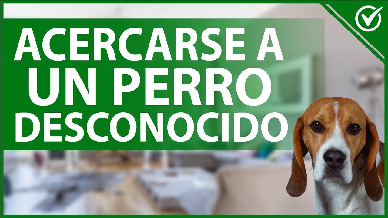 Consejos para acercarse a un perro desconocido