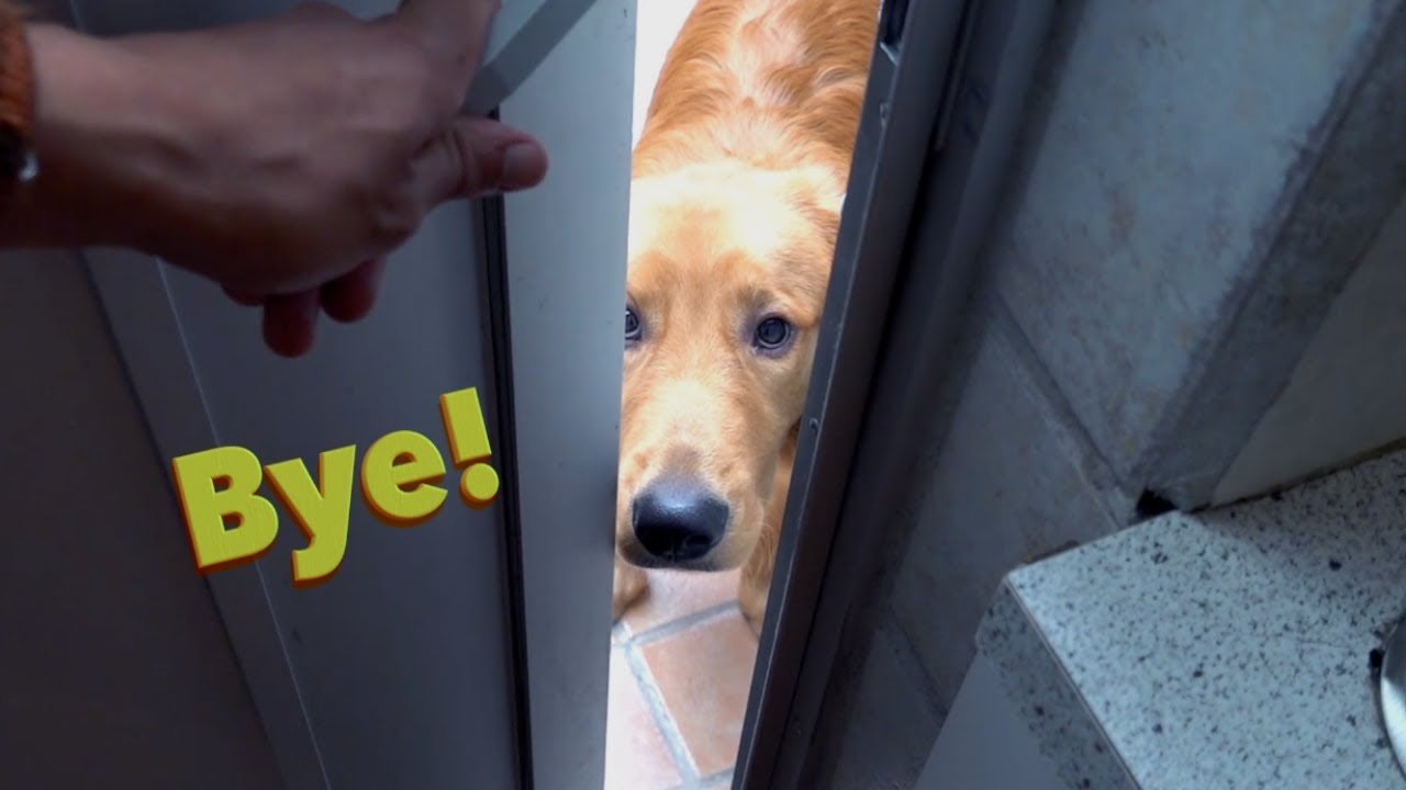Consejos para Acostumbrar a un Cachorro a Estar Solo