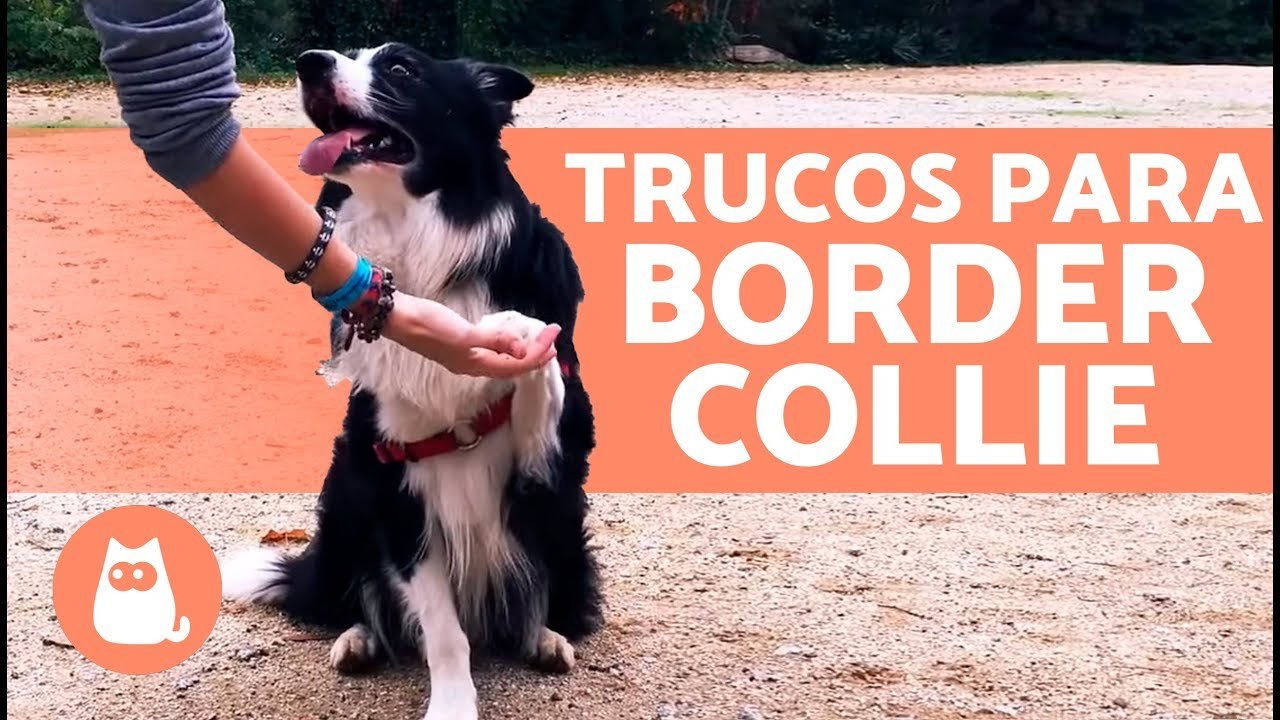 Adiestrar Border Collie: Guía Completa
