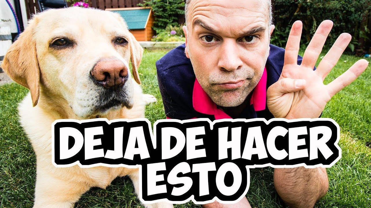 Consejos Prácticos para Castigar a un Perro de Forma Efectiva: ¿Cómo Hacerlo?