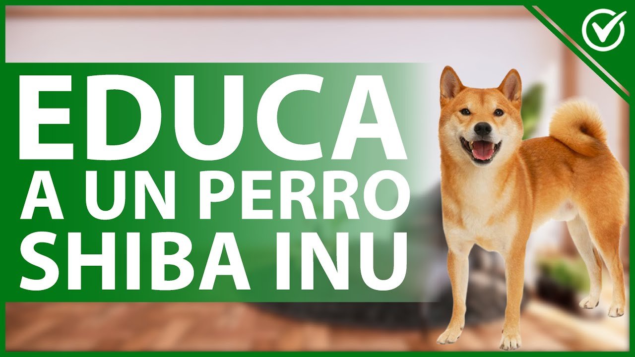 Educar a un Shiba Inu: Guía Paso a Paso
