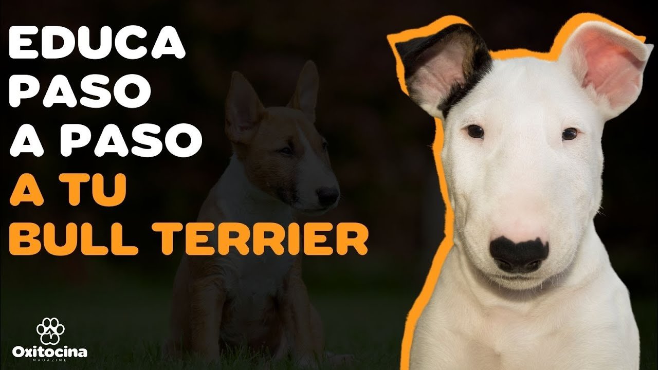 Educación Bull Terrier Inglés