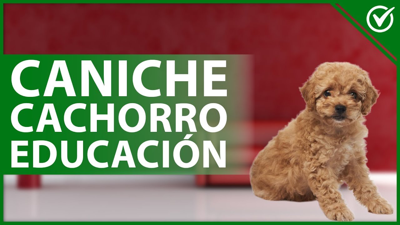 Educar a un Caniche: Guía Paso a Paso
