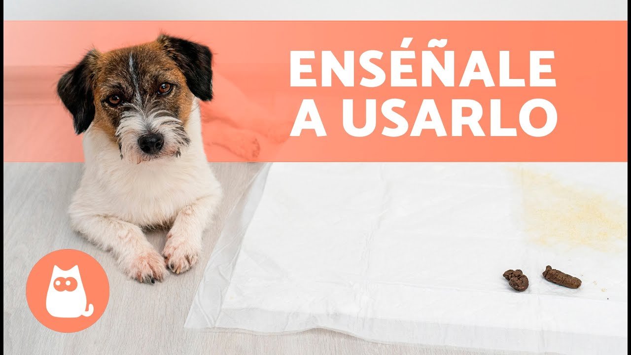 Adiestramiento Cachorro: Hacer Necesidades en Empapador