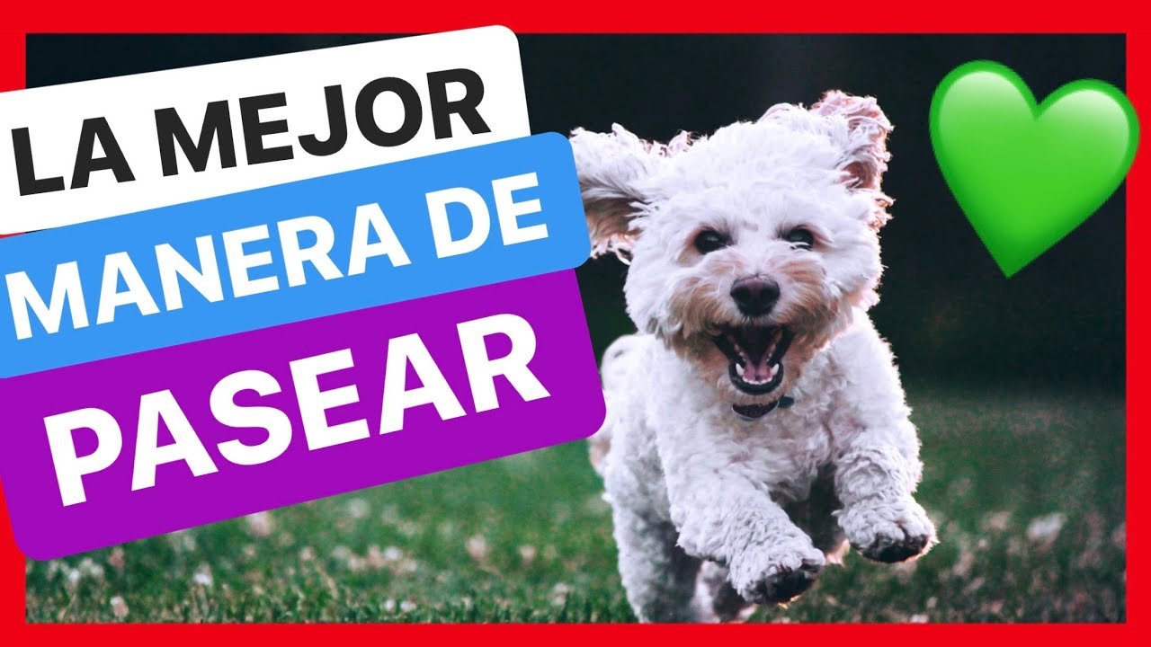 Paseo con tu perro: Consejos