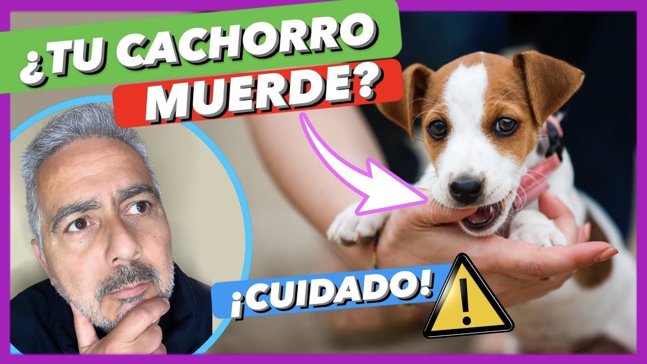 Cachorro Morder: ¿Normal?