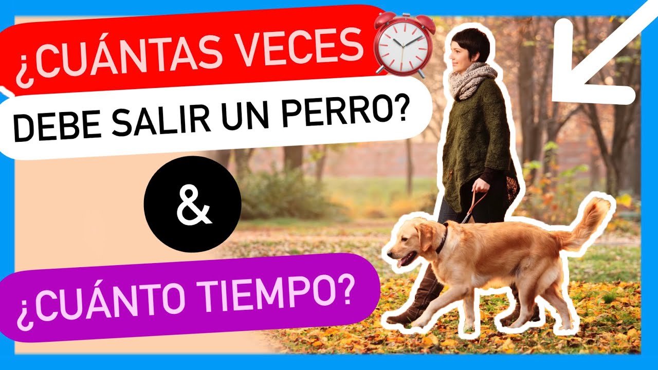 Paseo antes o después: ¿Cuál es mejor para tu perro?