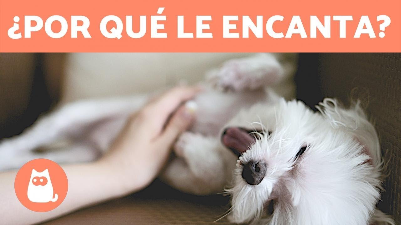 Rascando la Barriga a tu Perro: ¿Por qué les Gusta?