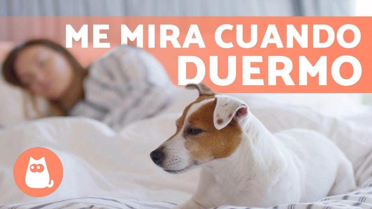 Descubre Por Qué Tu Perro Te Mira Cuando Duermes