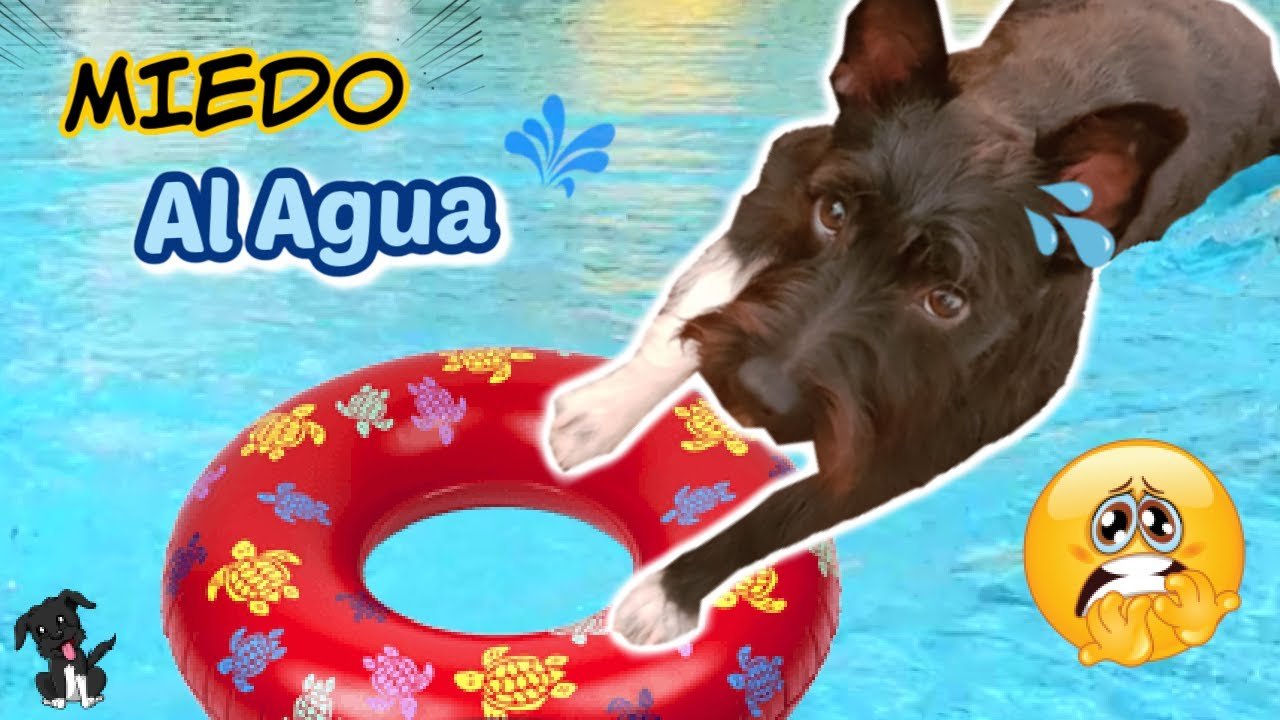Soluciones al Miedo al Agua de Perros