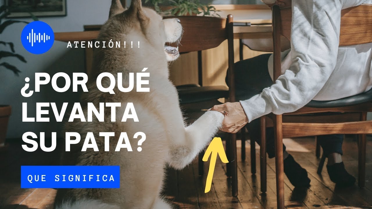 ¿Por qué un perro levanta la pata?