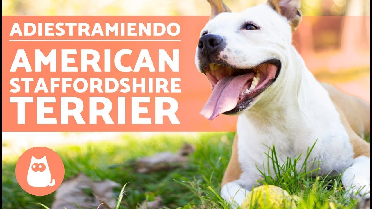 Adiestrar un American Staffordshire Terrier