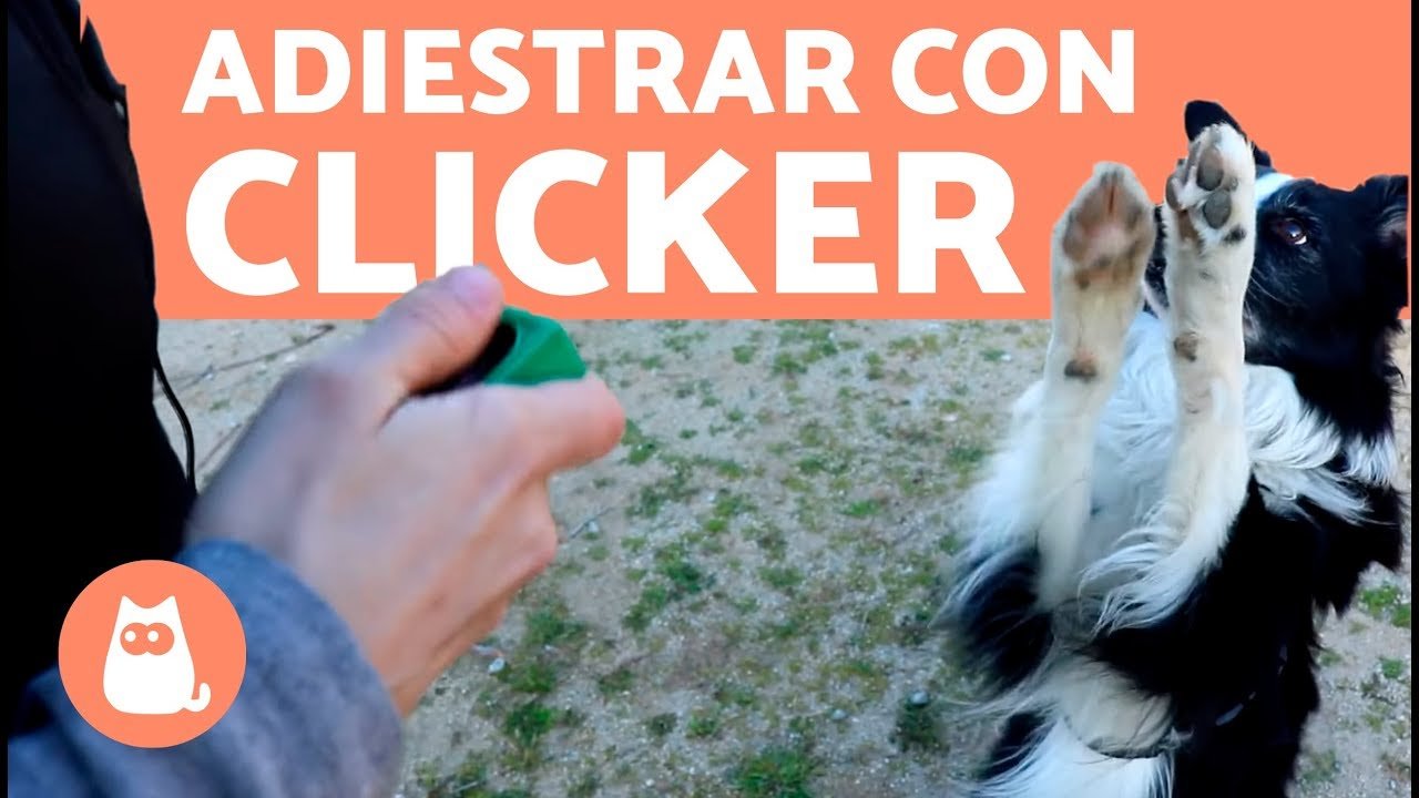 Clicker para Perros: Guía Completa