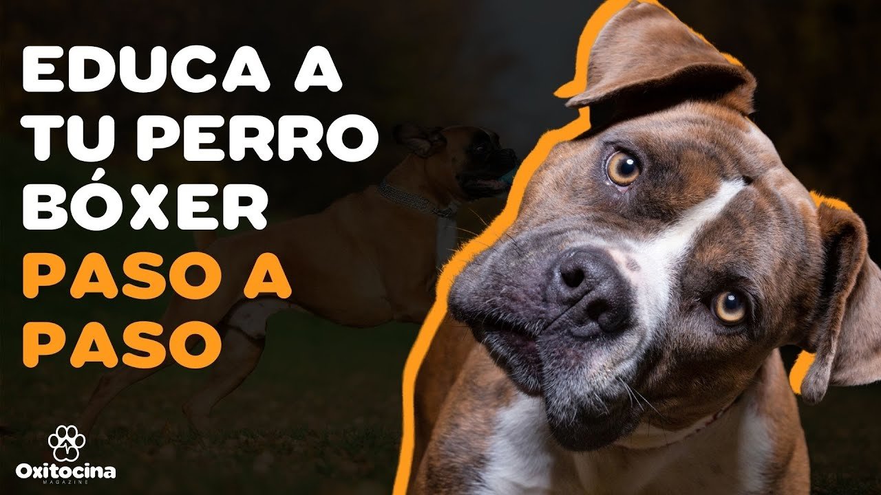 Educación para Perros Bóxer