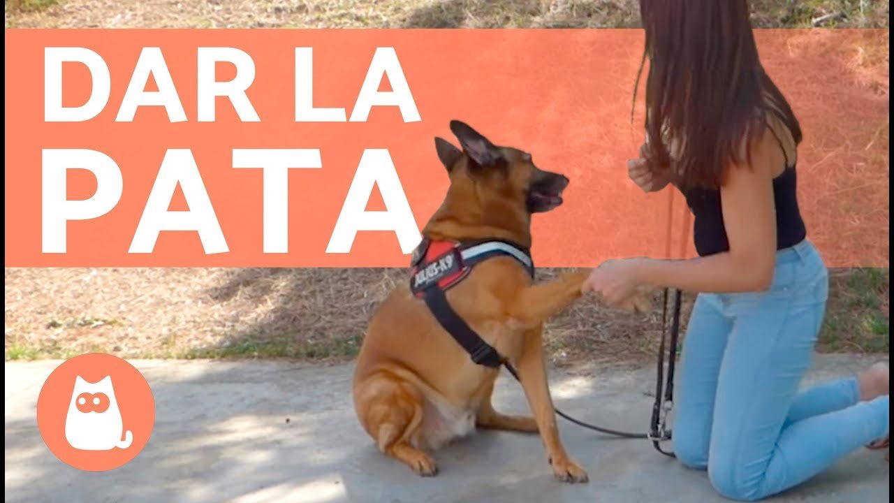 Enseña a tu perro a dar la pata