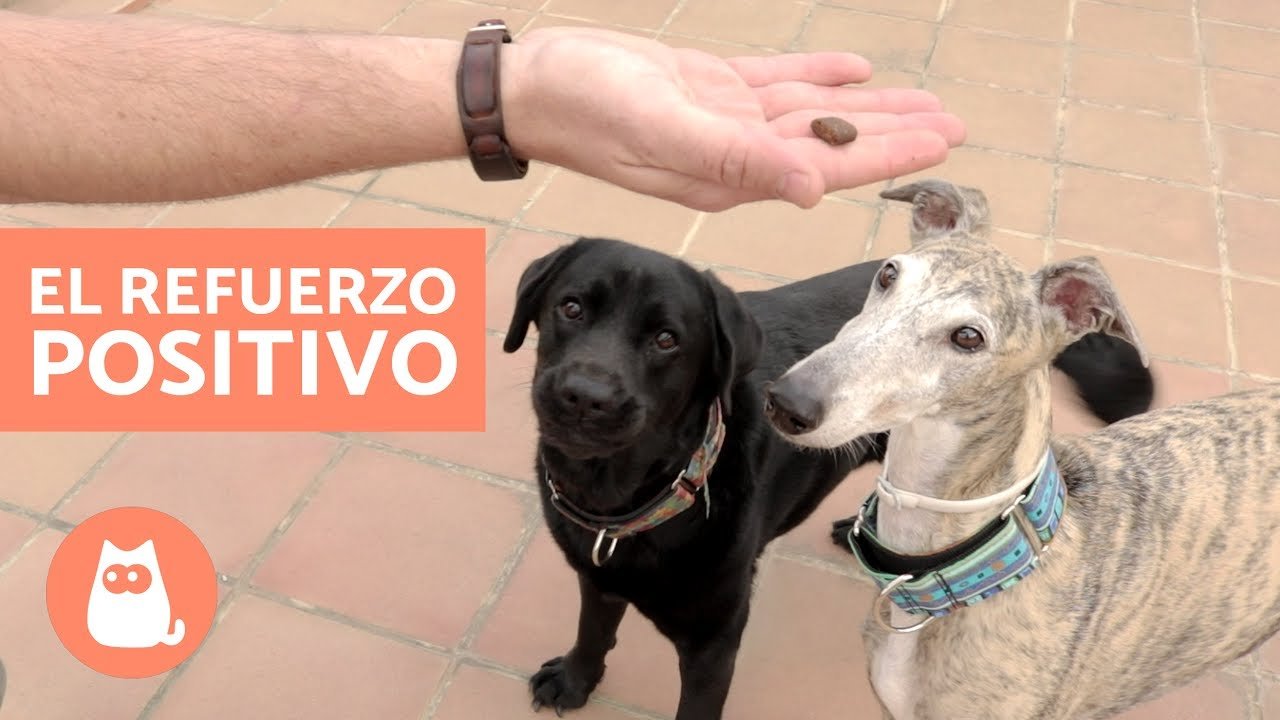 Refuerzo positivo para perros