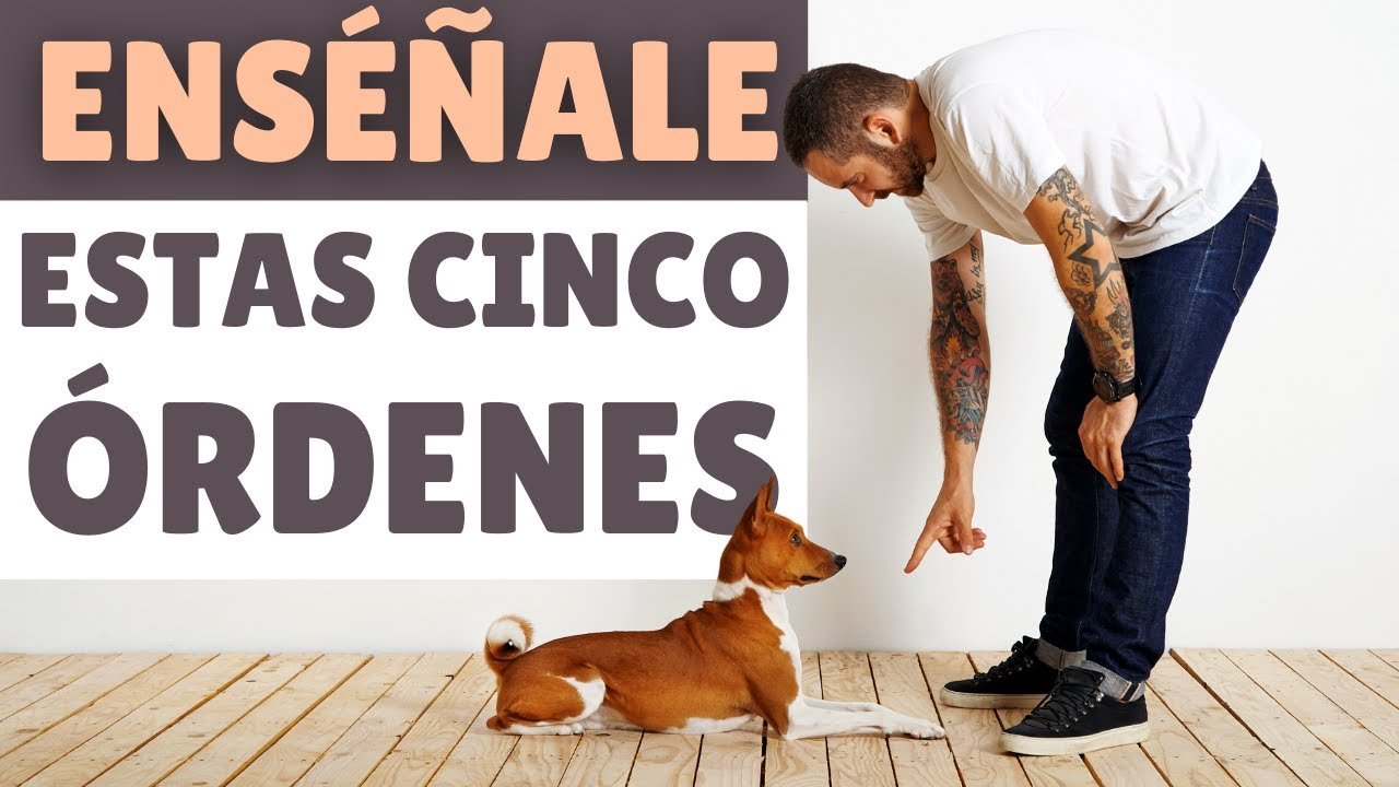 Consejos para entrenar a tu perro