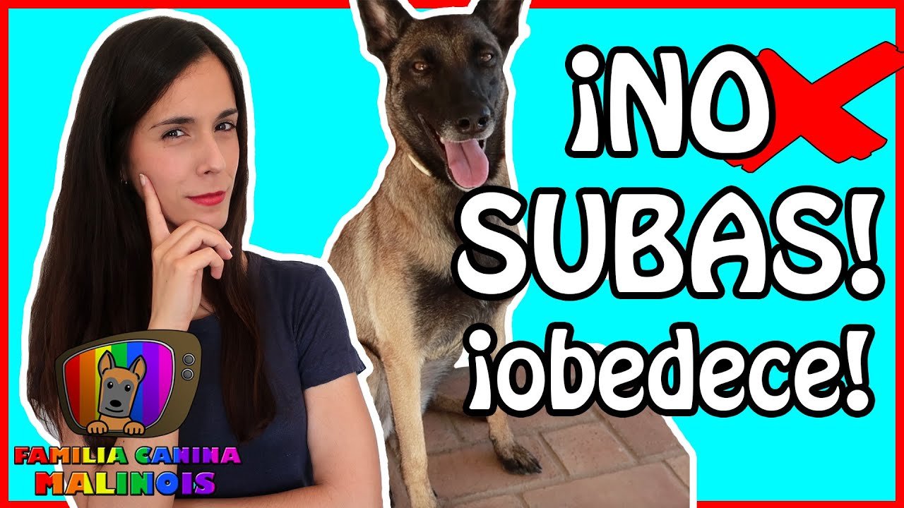 Consejos para evitar que tu perro se suba al sofá