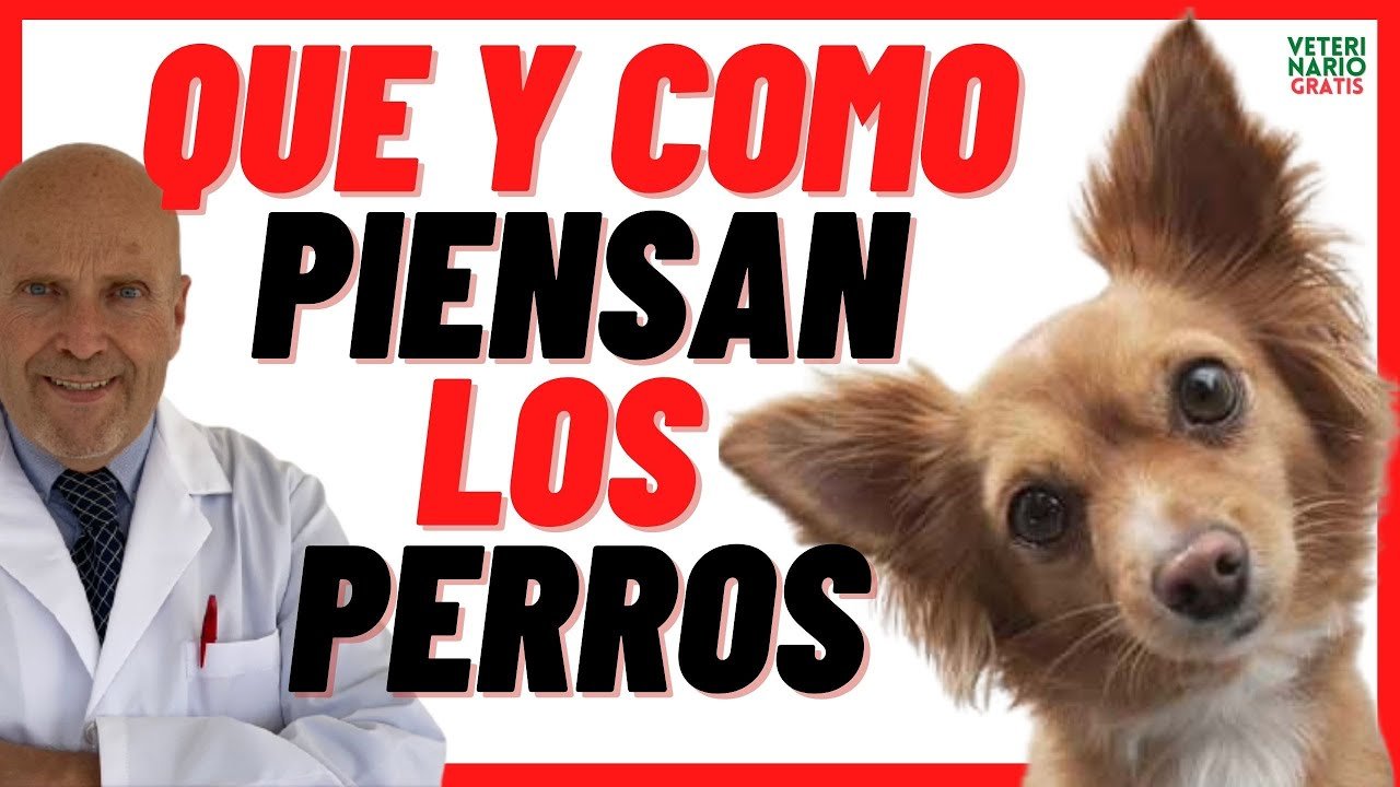 Comprender la mente de un perro