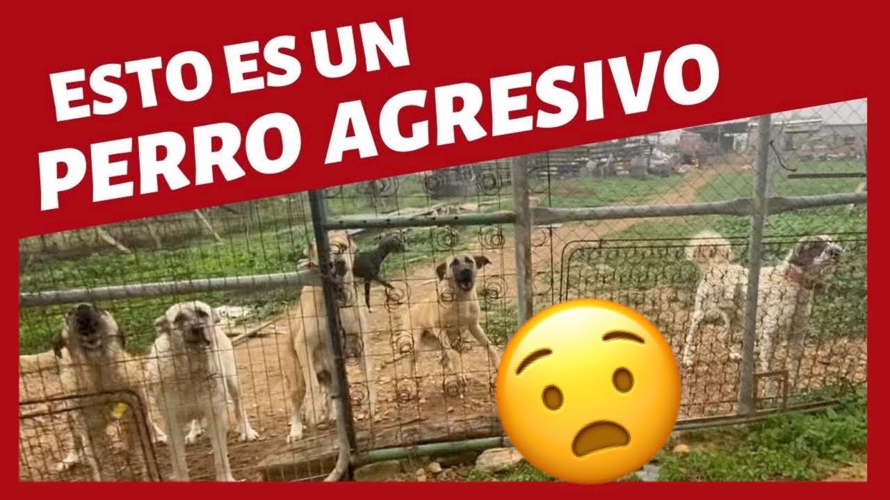 Cómo detectar el enfado de tu perro